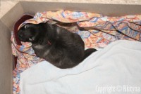 /album/treti-tyden/nemecky-vlci-spic-154-jpg1/